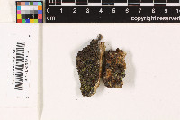 Acarospora rugulosa image