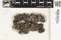 Gyalideopsis monospora image