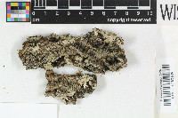 Gyalideopsis rostrata image