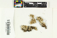 Baeomyces heteromorphus image