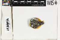 Bilimbia lobulata image