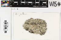 Brigantiaea microcarpa image