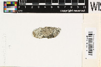 Image of Bacidia subluteola