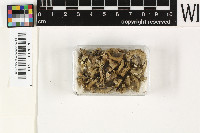 Cladonia convoluta var. vagans image