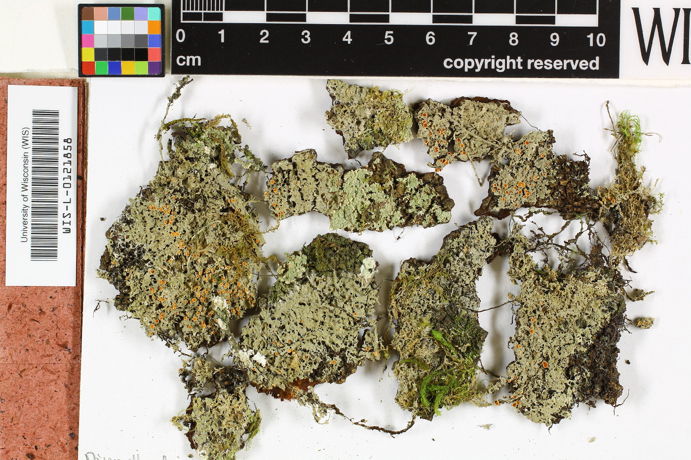 Coenogonium pulchrum image