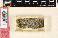Calicium hyperelloides image