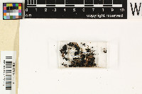 Lichinella undulata image