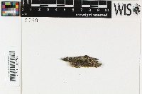 Blastenia furfuracea image