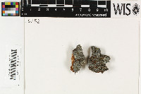 Blastenia furfuracea image