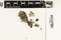 Nephromopsis chlorophylla image