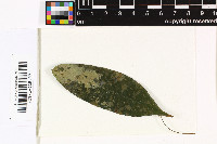 Arthonia leptosperma image