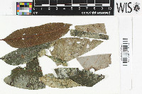 Image of Coenogonium labyrinthicum