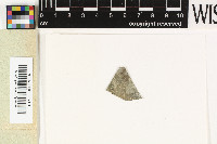 Image of Coenogonium piliferum