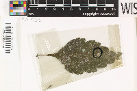 Echinoplaca campanulata image