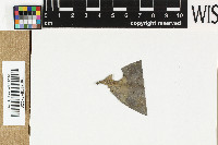 Keratosphaera porinae image