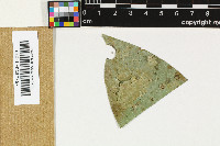 Lichenopeltella epiphylla image