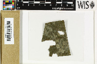 Pyrenidium zamiae image