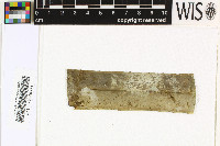 Sporopodium xantholeucum image