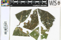 Image of Strigula microspora