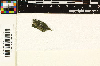 Spinomyces albostrigosus image