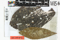 Microxyphiomyces lancicarpus image