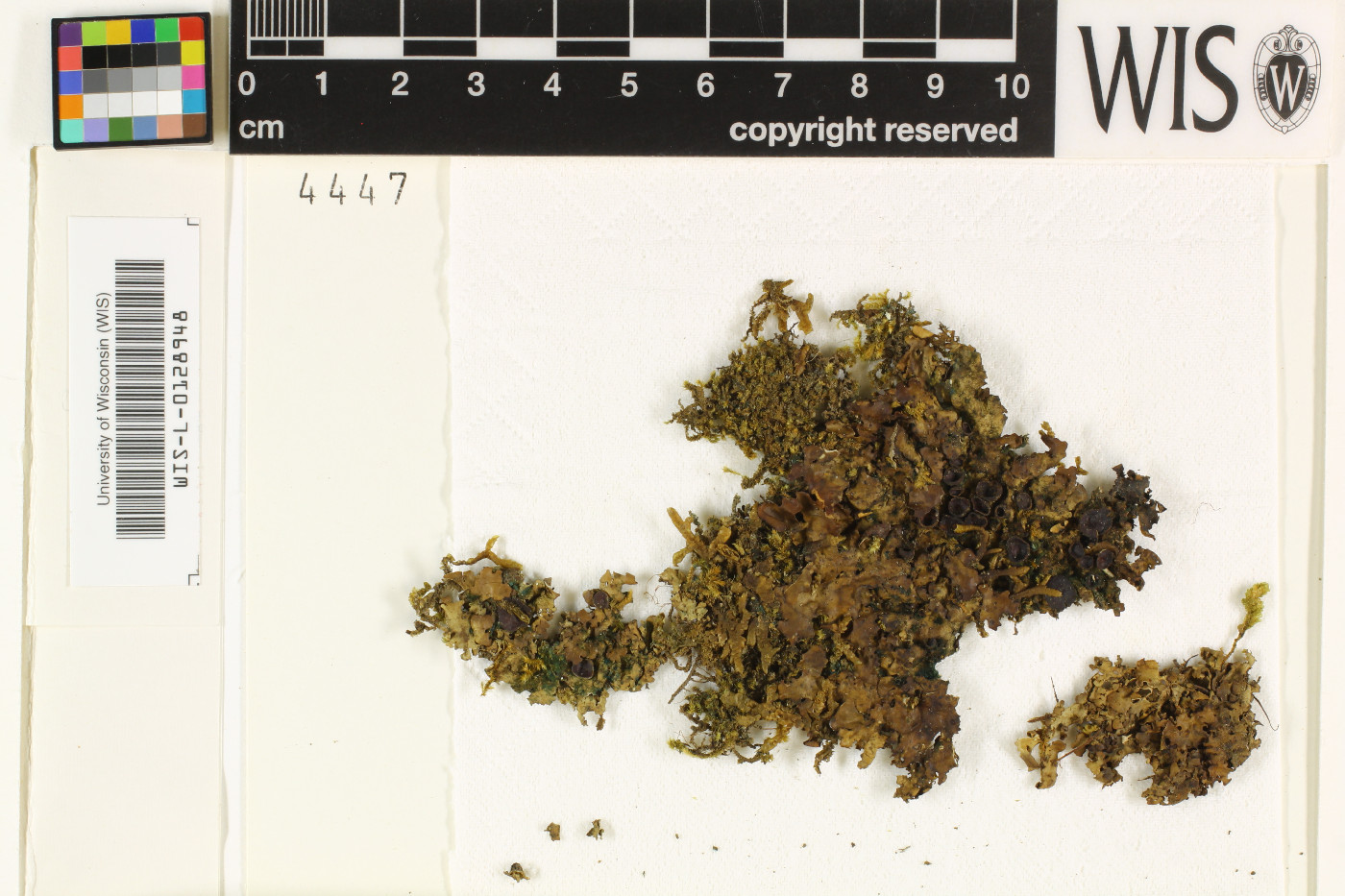 Ricasolia variegata image