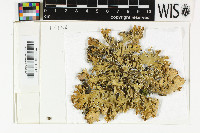 Pseudocyphellaria granulata image