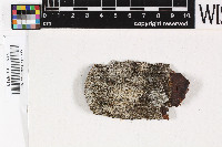 Image of Cryptolechia bicellulata