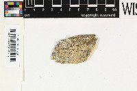 Gyalideopsis confluens image