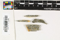 Myriolecis albescens image