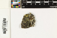 Lecanora varia image