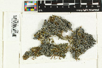 Leptogium marginellum image