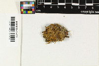 Image of Letrouitia coralloidea