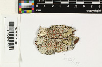 Lichenoconium laevisporum image