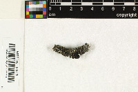 Image of Lichenoconium usneae