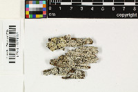 Lichenodiplis lecanorae image