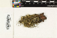 Lichenostigma maureri image