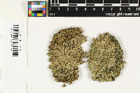 Megalaria versicolor image