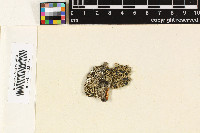Lopezaria versicolor image