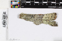 Megalospora melanodermia image