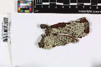 Megalospora melanodermia image
