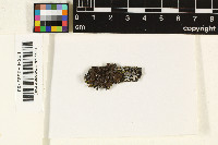 Melanelixia subargentifera image