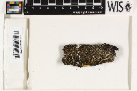 Mycobilimbia pilularis image