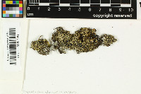 Mycoblastus alpinus image