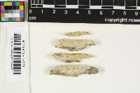 Mycocalicium albonigrum image