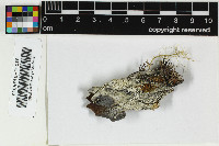 Ochrolechia alboflavescens image