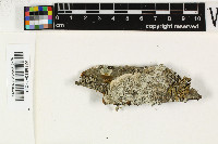 Lepra albescens image