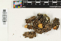 Lichenomphalia hudsoniana image