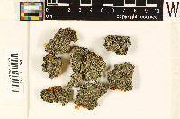 Alyxoria lichenoides image