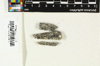 Orcularia insperata image
